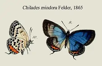 Luthrodes mindora