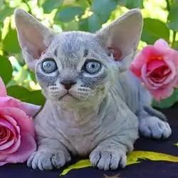 Chaton Minskin tabby bleu.