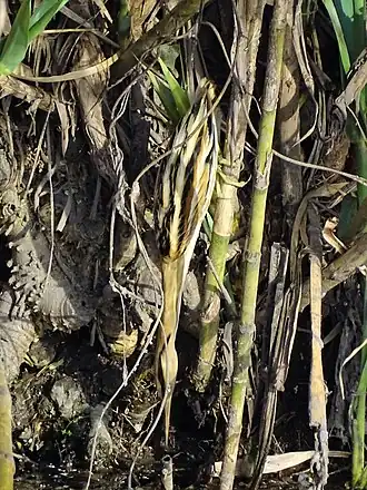 Description de cette image, également commentée ci-après