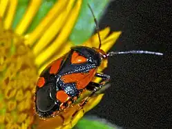 Deraeocoris schach