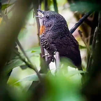 Description de l'image Mishmi Wren-Babbler.jpg.