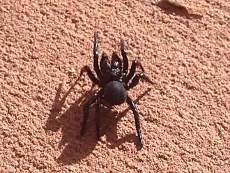 Description de l'image Missulena granulosa (O.Pickard-Cambridge, 1869) 1632947719.jpg.