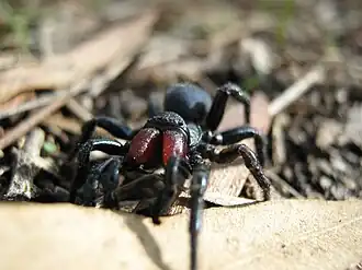 Description de l'image Missulena hoggi imported from iNaturalist photo 77968167 on 12 November 2024.jpg.