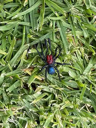 Description de l'image Missulena insignis (O.Pickard-Cambridge, 1877) 3126953676.jpg.