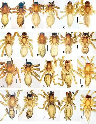 Description de l'image Mistaria (10.3897-afrinvertebr.60.34359) Figure 12.jpg.
