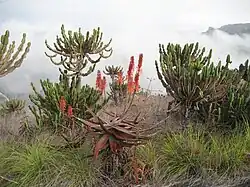 Plantes succulentes.