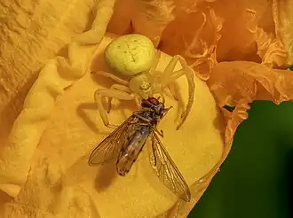 Misumena vatia ayant attrapé un syrphe.