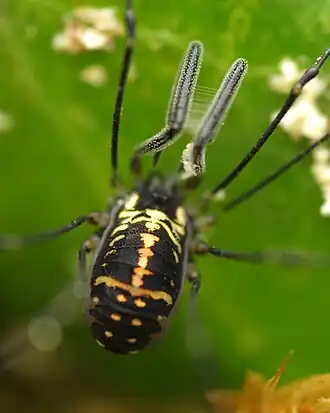 Description de l'image Mitostoma pyrenaeum 286232087.jpg.