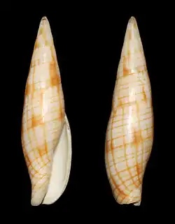 Nebularia dondani.