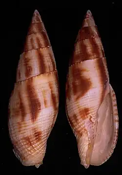 Nebularia eremitarum.