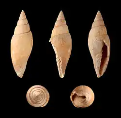 Mitra fusiformis fusiformis