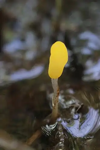 Description de l'image Mitrula paludosa (34463634830).jpg.