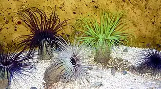 Description de l'image Mittelmeer-Zylinderrose (Ceriantharia membranacea) 2.jpg.