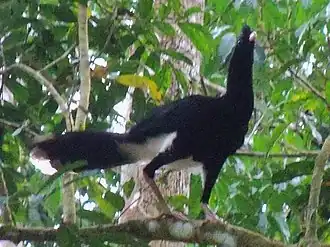 Description de l'image Mitu salvini 57851272 (cropped).jpg.