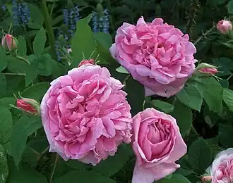 ‘Portland Mme Knorr’.