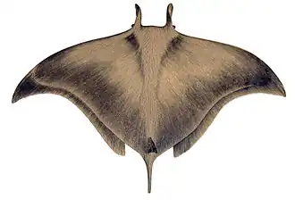 Myliobatiformes