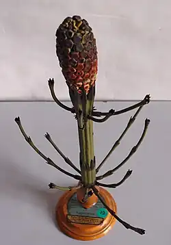 no&nbsp;2 : Equisetum.