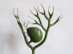 no&nbsp;135 : Utricularia vulgaris.