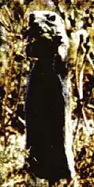 Description de l'image Mohave Ground Squirrel.jpg.