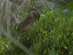 Prédation répétée de pyrales du buis par un groupe de moineaux domestiques.