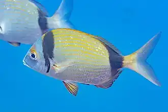 Description de l'image Mojarra (Diplodus vulgaris), Cabo de Palos, España, 2022-07-17, DD 80.jpg.