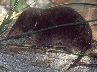 Un « tenrec-musaraigne »Oryzorictes hovaTenrecidae