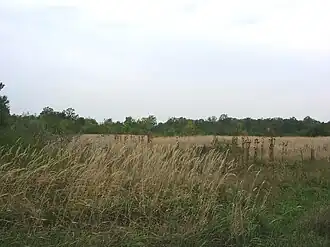La forêt de Molin près de Nova Crnja