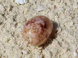 Une coquille de Bulla sp., échouée sur la plage.