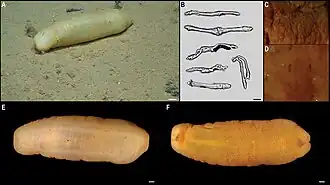 Molpadiodemas sp. (Molpadiodemidae).