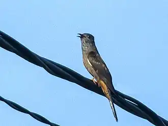 Description de l'image Moluckancuckoo.jpg.