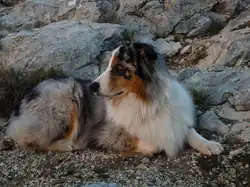 Berger australien bleu merle.