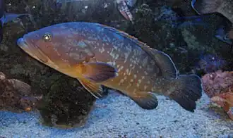 Epinephelus marginatus