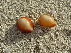 Deux coquilles de Monetaria caputserpentis échouées sur la plage.