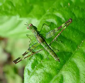 Description de l'image Monkey Hopper, Eumastacidae. - Flickr - gailhampshire (1).jpg.