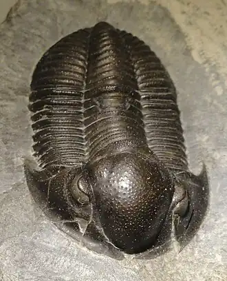 Monodechenella macrocephala (Proetida).