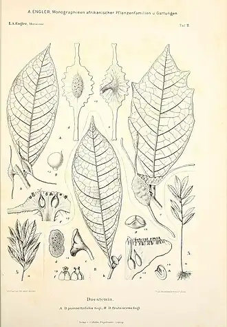 Description de l'image Monographieen afrikanischer Pflanzen-Familien und -Gattungen (9784763824).jpg.