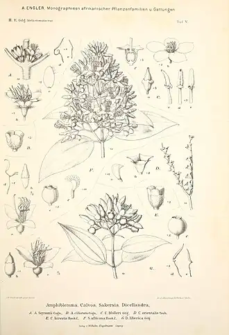 Description de l'image Monographieen afrikanischer Pflanzen-Familien und -Gattungen (Taf. V) BHL36878466.jpg.
