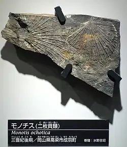 Fossile de Monotis ochotica (Buchioidea)