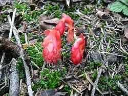 Forme rose automnale.