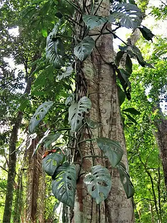 Description de l'image Monstera acuminata in Belize.jpg.