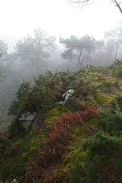 Paysage de landes au Mont Hersé.