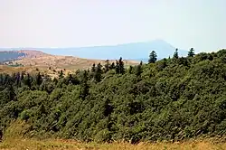 Forêt sur l'adret de la montagne de Lure