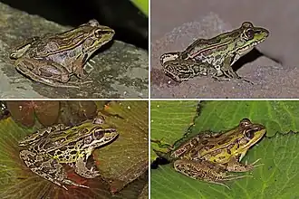 Description de l'image Montane leopard frog (Lithobates taylori) composite.jpg.