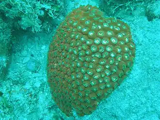 Montastraea cavernosa.