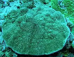 Montipora cf. foveolata