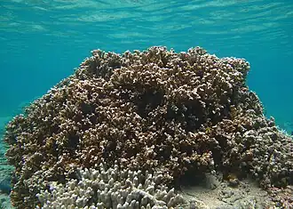 Montipora cf. circumvallata