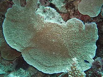 Montipora danae
