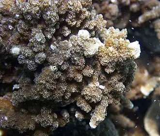 Montipora ehrenbergi