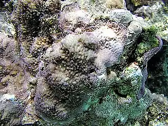 Montipora peltiformis