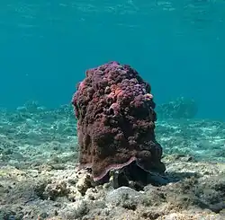 Corail Montipora sp.